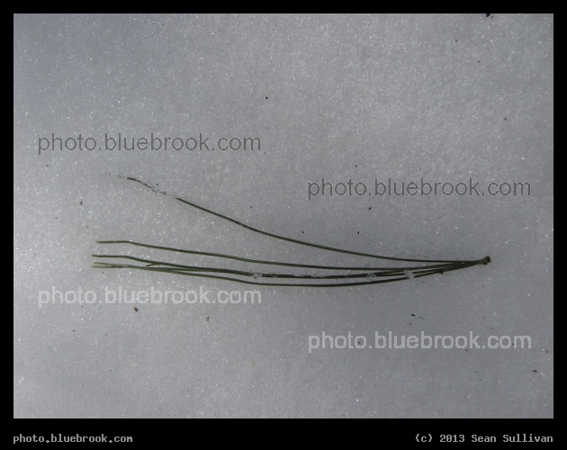 On the Snow - Holliston, MA