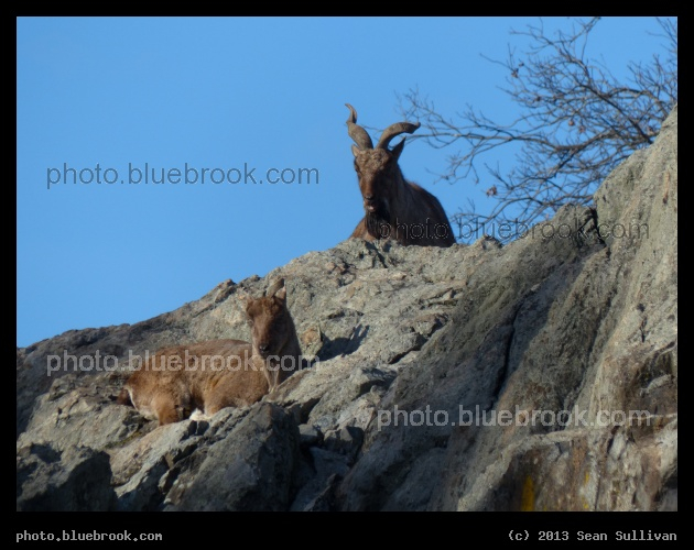 Markhor Goats - Stone Zoo, Stoneham MA