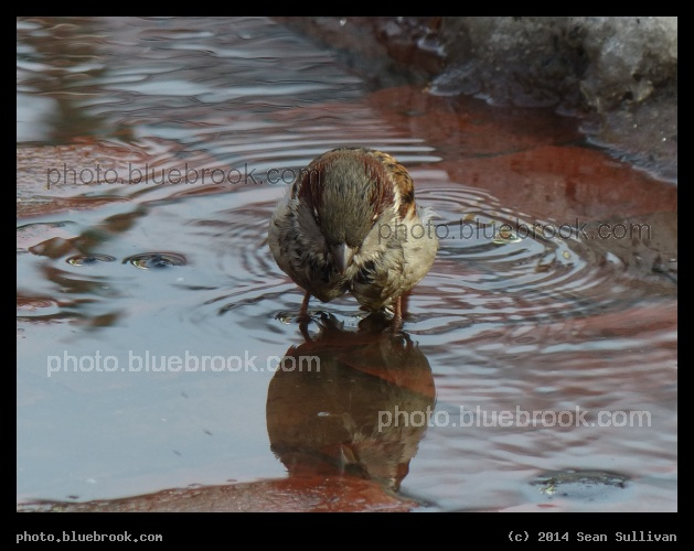 Sparrow in Meltwater - Boston MA