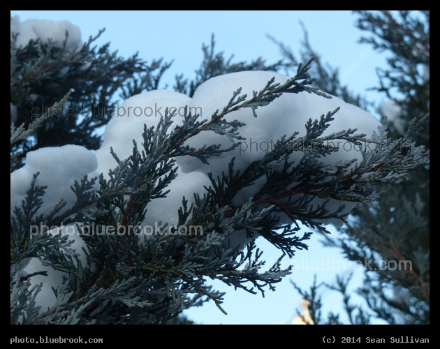 Perching Snow - Somerville MA