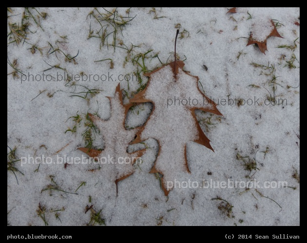 Two Leaves in Winter - Harvard Square, Cambridge MA