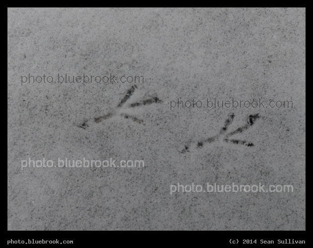 Dusting Footprints - Somerville MA