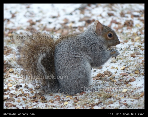 Peanut Feast - Harvard Square, Cambridge MA
