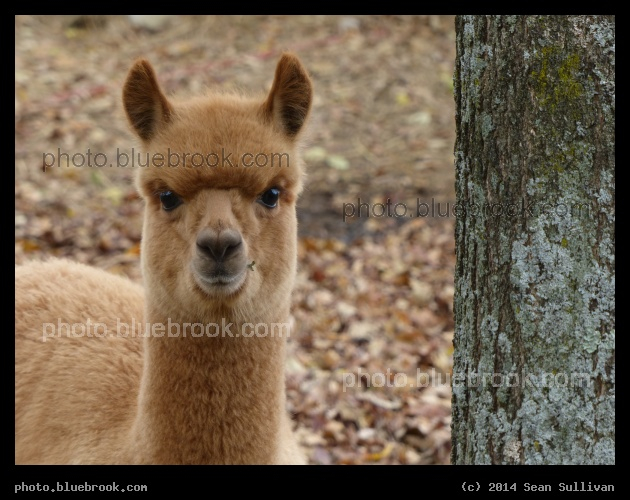 Patoka - Patoka the Alpaca