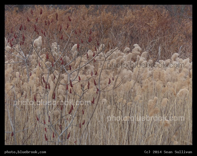February in Watertown - North shore of the Charles River, Watertown MA