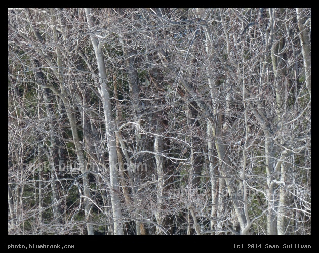 Ashby Branches - Ashby, MA