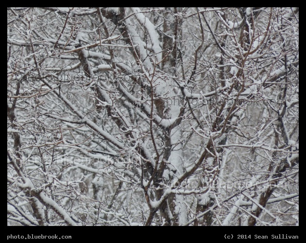 Branches in February - Somerville, MA