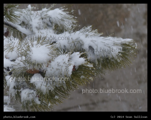 Snowfall with Evergreen - Assembly Square, Somerville MA