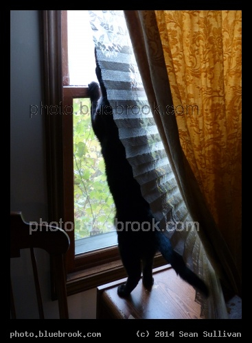 Bird! - ... out the window