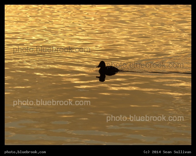 Silhouette at Sunset - Chestnut Hill Reservoir, Brighton MA
