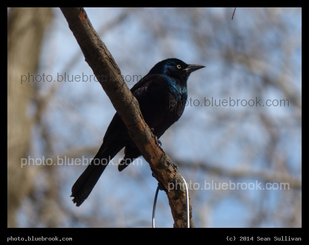 Central Park Grackle - Central Park, New York City
