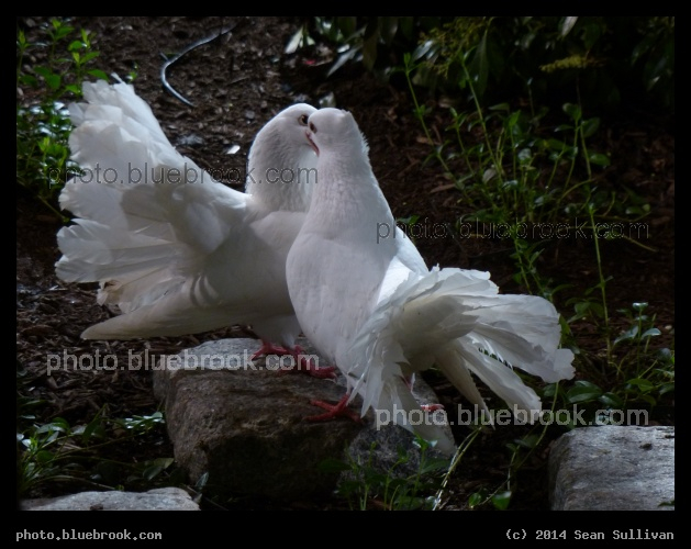 Dove Dance - Boston Flower Show 2014, Boston MA