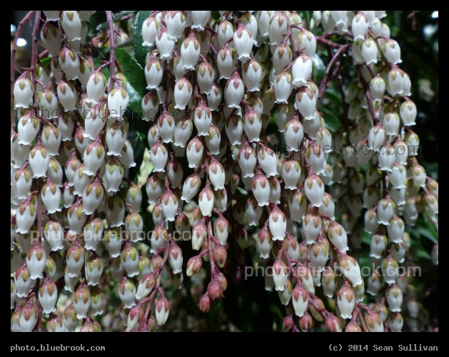 Andromeda Blooms - Boston Flower Show 2014, Boston MA