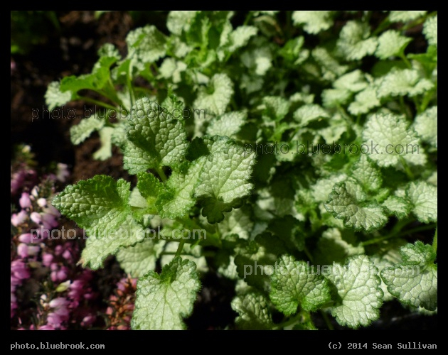 White Nancy - Boston Flower Show 2014, Boston MA