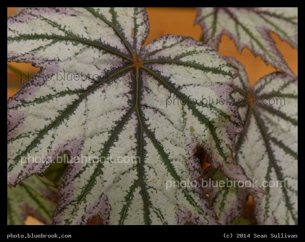 Begonia Leaf - Boston Flower Show 2014, Boston MA