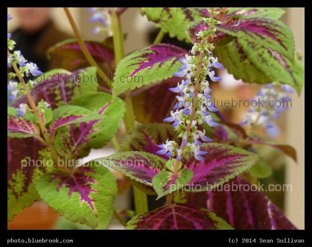 Coleus in Bloom - Boston Flower Show 2014, Boston MA