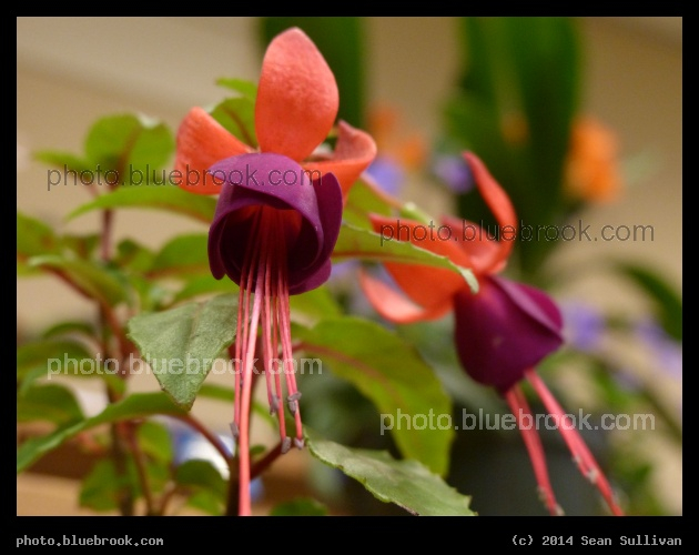 Fuschia - Boston Flower Show 2014, Boston MA
