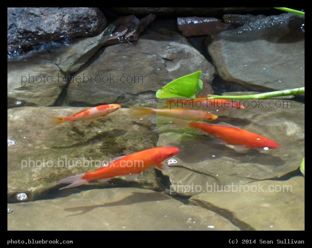 Five Fish - Boston Flower Show 2014, Boston MA