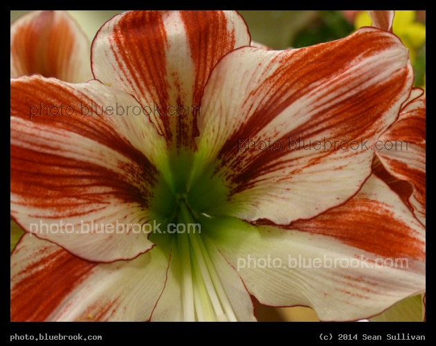 Red Amaryllis - Boston Flower Show 2014, Boston MA