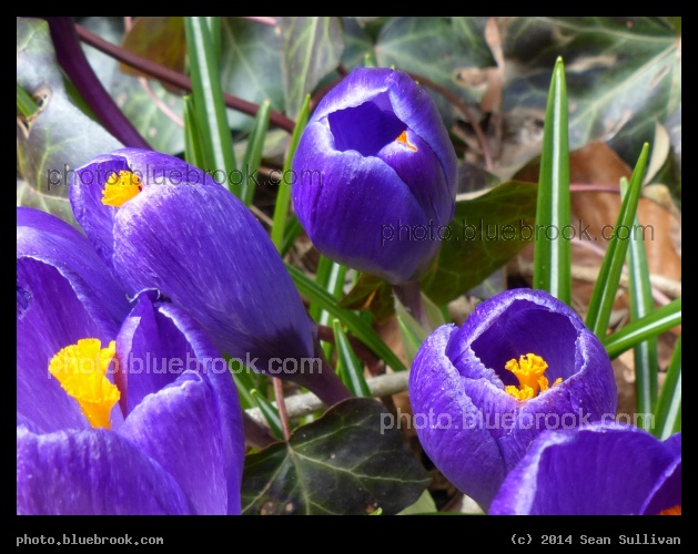 Spring Awakening - Somerville MA