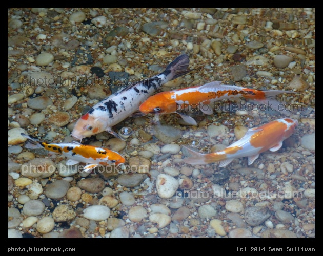 Four Fish - New York City