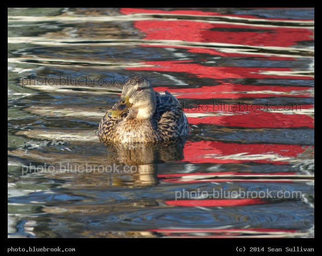 Red Reflection - Mystic River Reservation, Medford MA