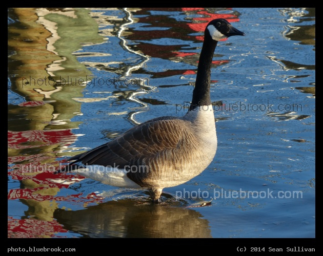 Water Colors, with Goose - Mystic River Reservation, Medford MA