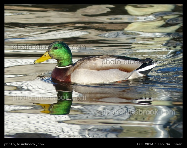 Mirrored Waters - Mystic River Reservation, Medford MA