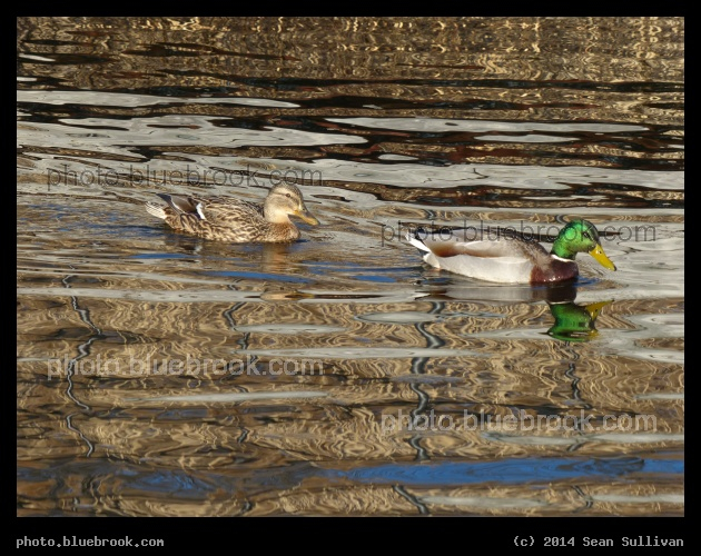 Camouflaged by Reflections - Mystic River Reservation, Medford MA