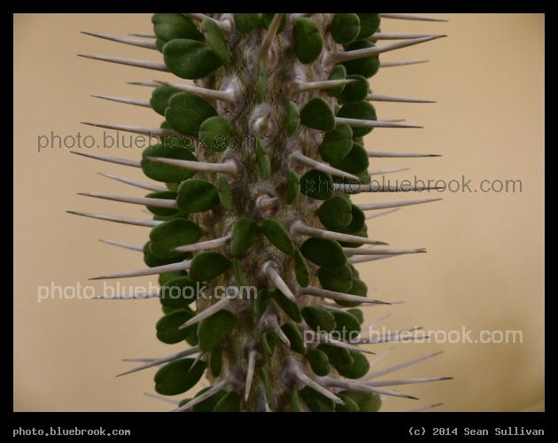 Thorns - Boston Flower Show 2014, Boston MA