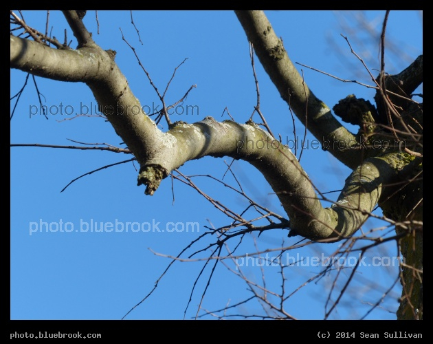Undulating Branch - Cambridge MA