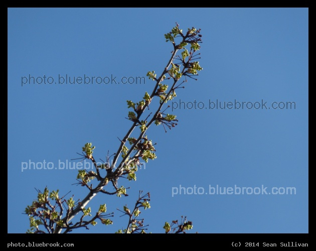 Skyward Branch - Cambridge MA