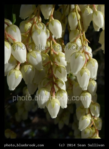 Strands of Andromeda - Cambridge MA