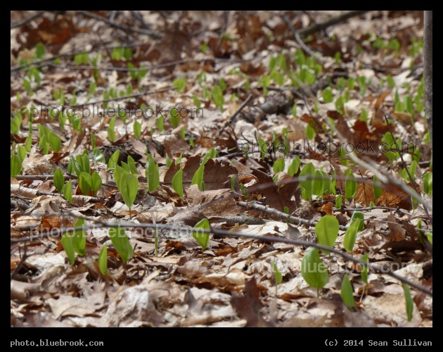 Convention of Leaflets - Middlesex Fells Reservation, Melrose MA