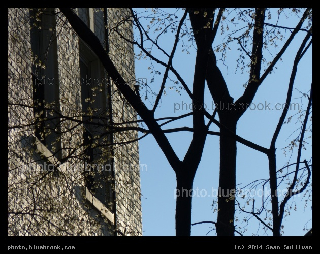 Massachusetts Ave Scenery - Cambridge MA