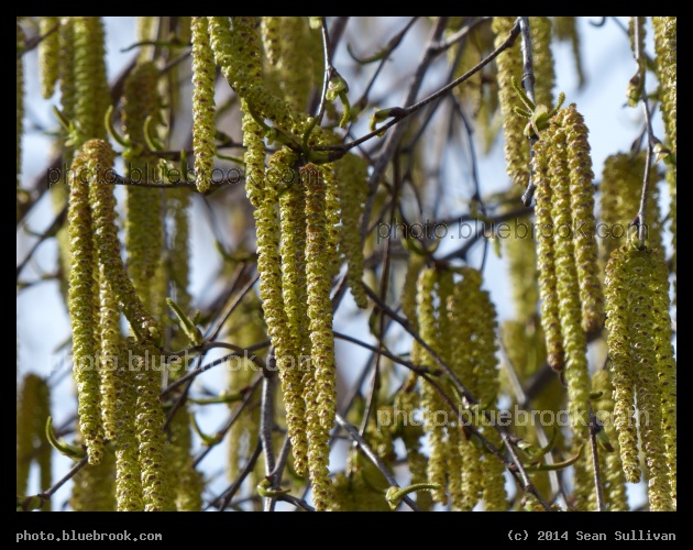 Catkins - Somerville MA