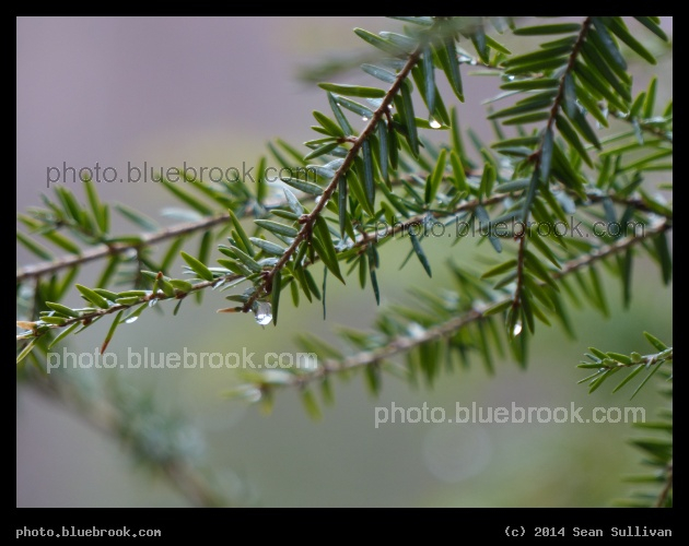 Spring in Ashby - After a spring rainshower, Ashby MA