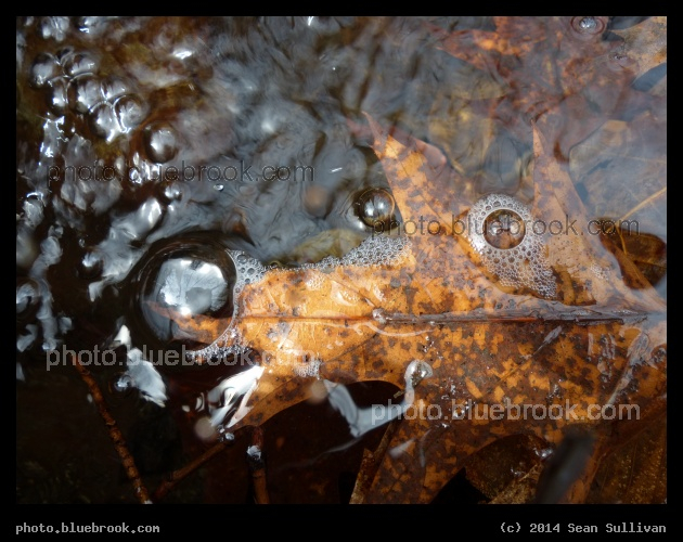 Bubble Reflections by a Leaf - In a stream at the Middlesex Fells Reservation, Melrose MA