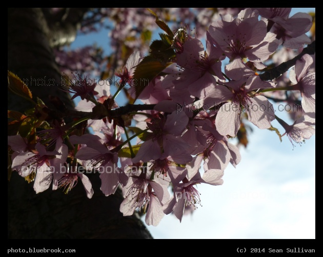 Backlit Petals - Somerville MA