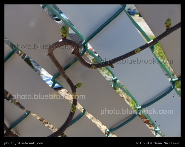 Vine and Chain-Link Fence - A vine on a chain link fence, Somerville MA