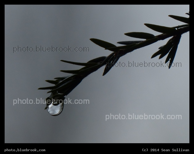 Branch with a Waterdrop - Ashby MA