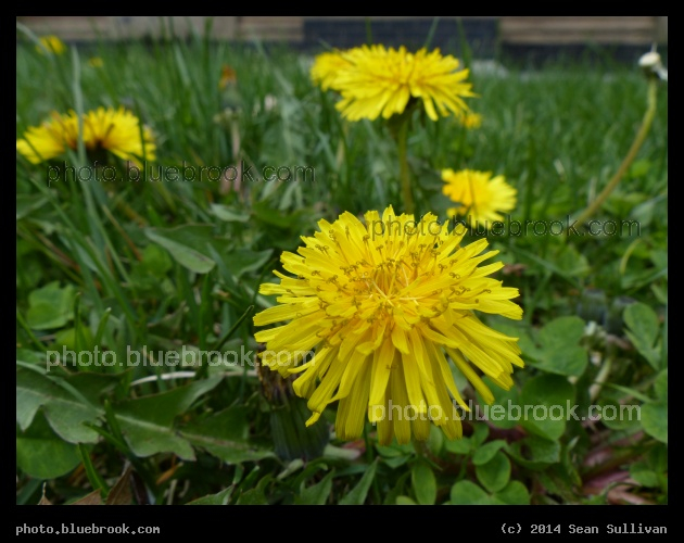 Harvard Dandelion - Harvard Square, Cambridge MA