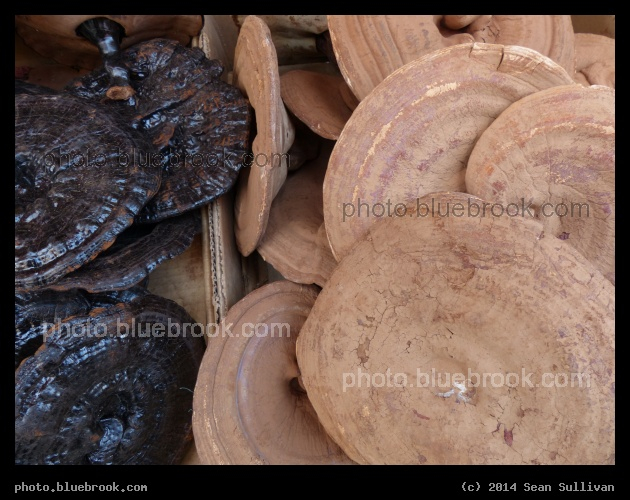 Mushroom Vendor - Chinatown, New York City