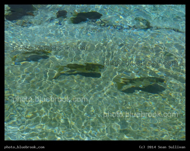 Three Fish - Weeki Wachee River, Weeki Wachee FL