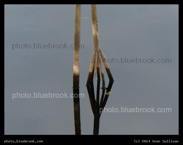 Roots in the Water - Tree roots, Big Cypress National Preserve visitor center, Ochopee FL