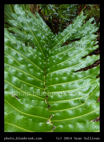 Green - Big Cypress Bend boardwalk, Fakahatchee Strand Preserve State Park, near Copeland FL
