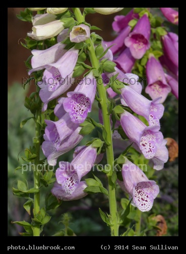 Floral Bells - Boone Hall Plantation, Mt Pleasant SC