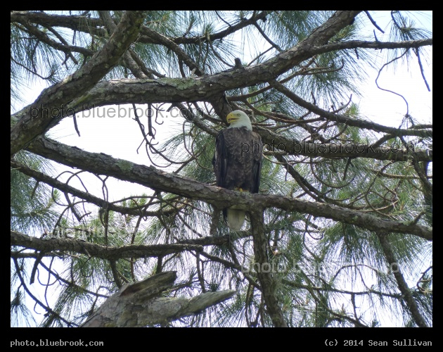 Eagle - Weeki Wachee State Park, Weeki Wachee FL