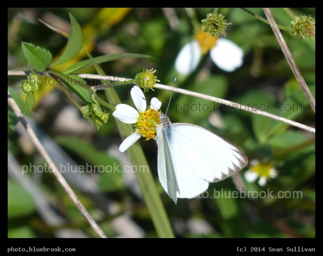 Turquoise Antennae Tips - Merritt Island National Wildlife Refuge, FL