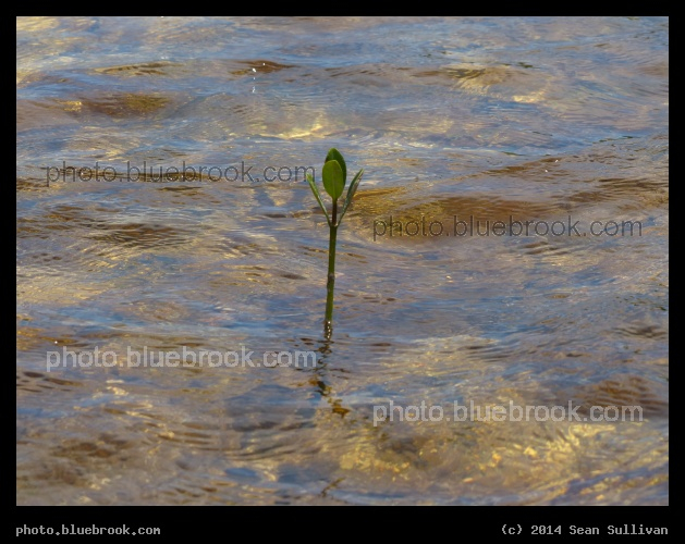 From Out of the Water - Islamorada, Florida Keys